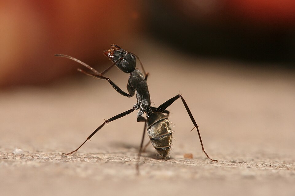 Close-up of a carpenter ant — colony-level ant control targets the nest, not just the visible trail