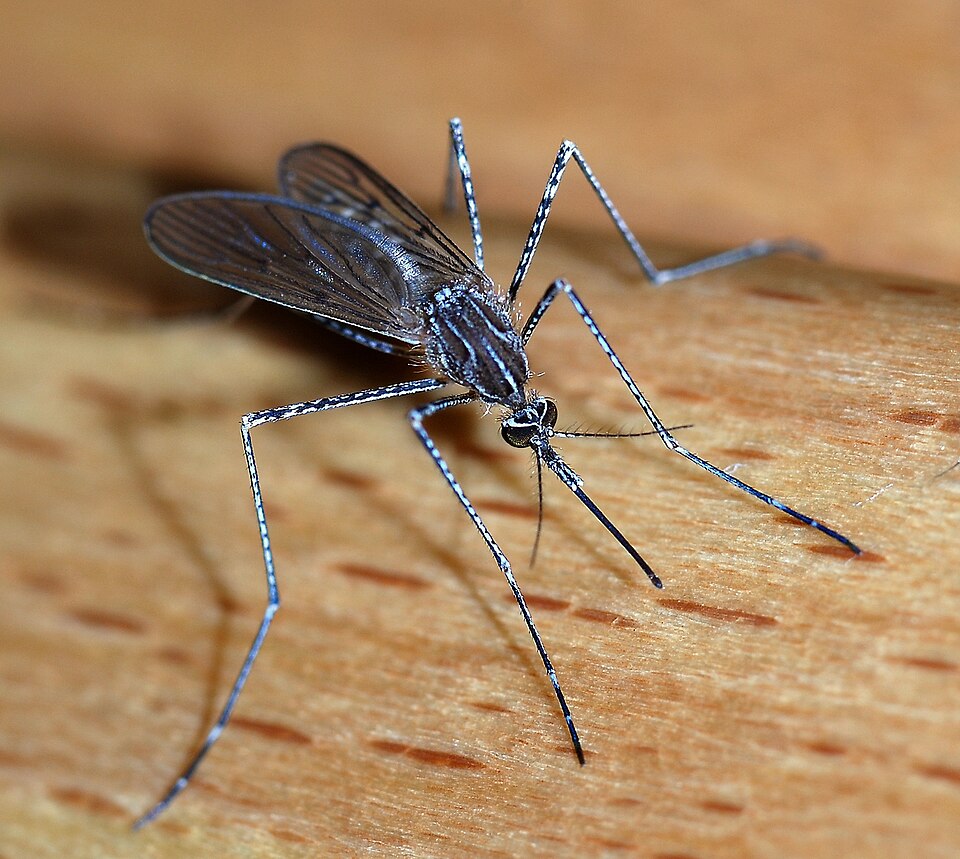 Mosquito feeding — seasonal mosquito control combines barrier treatment with breeding-site elimination