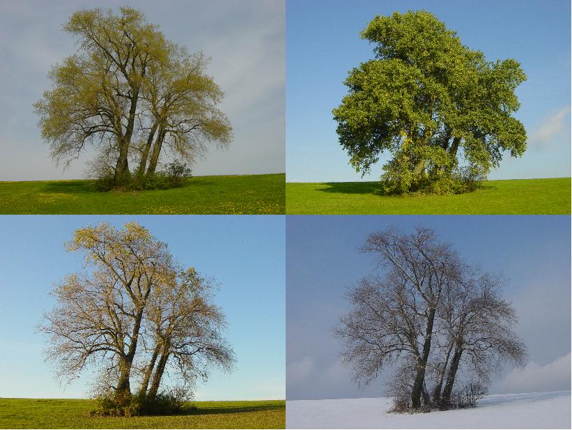 The four seasons — recurring pest control rotates treatments with Ohio's seasonal pest cycle