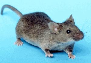 House mouse — professional rodent control pairs trapping and removal with entry-point exclusion