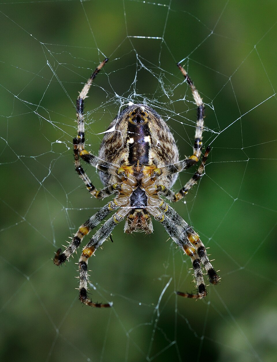 Spider resting on its web — effective spider control removes webs, egg sacs, and the prey insects that attract spiders