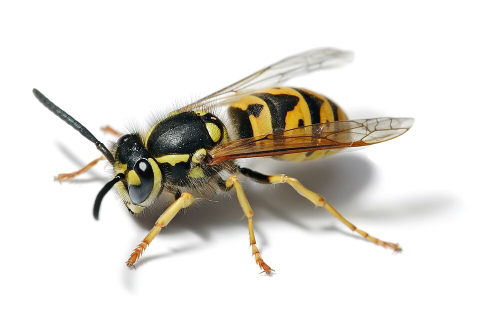Yellow jacket wasp — professional wasp removal eliminates the colony and the nest safely